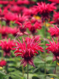 1000 Red Bee Balm Seeds Ð Heirloom Monarda didyma for Pollinator Gardens, Borders & Wildflower Meadows flower seeds