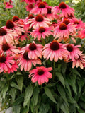 1000 Pink Coneflower Seeds Ð Heirloom Echinacea purpurea for Pollinator Gardens, Meadows & Borders flower seeds