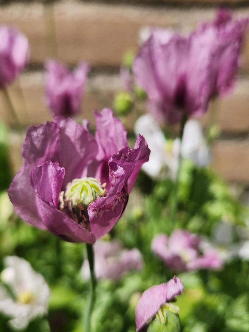 Hungarian Breadseed Poppy Flower Seeds (papaver) Annual heirloom flower flower spore