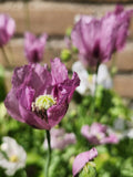 Hungarian Breadseed Poppy Flower Seeds (papaver) Annual heirloom flower flower spore