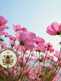 NEW! Pinkie Cosmos Seeds, Cosmos Bippinatus CO2150 flower seeds