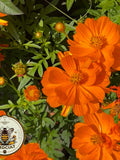 NEW! Crest Orange Sulphur Cosmos Seeds, Cosmos Sulphureus CO231C flower seeds