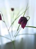 Faux Purple Fritillaria Flower Stem - Silk Floral / Wedding / Bouquet / Arrangement / Vase Centerpiece / Home Decor / Design / Event / Gift silk flower