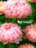 PAEONY ASTER - 150 seeds - Dekicate Pink - Pink Peony - Drought tolerant flower flower seeds