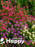Blueweed Flower MIX - 220 seeds - Echium Plantagineum - Viper's Bugloss - annual flower seeds flower seeds