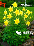 GOLDEN COLUMBINE - Yellow Queen - Aquilegia chrysantha - 200 seeds - RARE Flower - perennial flower flower seeds