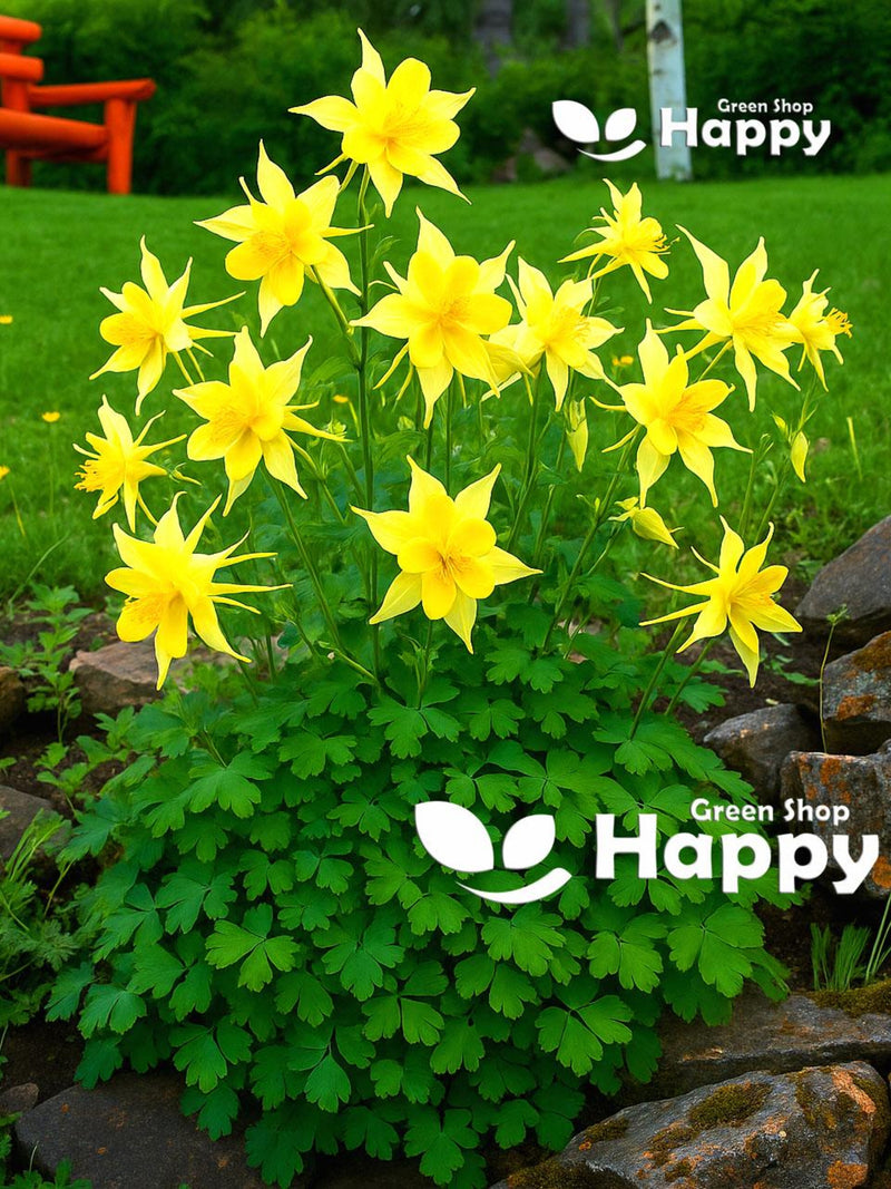 GOLDEN COLUMBINE - Yellow Queen - Aquilegia chrysantha - 200 seeds - RARE Flower - perennial flower FLOWER DELIVERY
