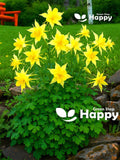 GOLDEN COLUMBINE - Yellow Queen - Aquilegia chrysantha - 200 seeds - RARE Flower - perennial flower FLOWER DELIVERY