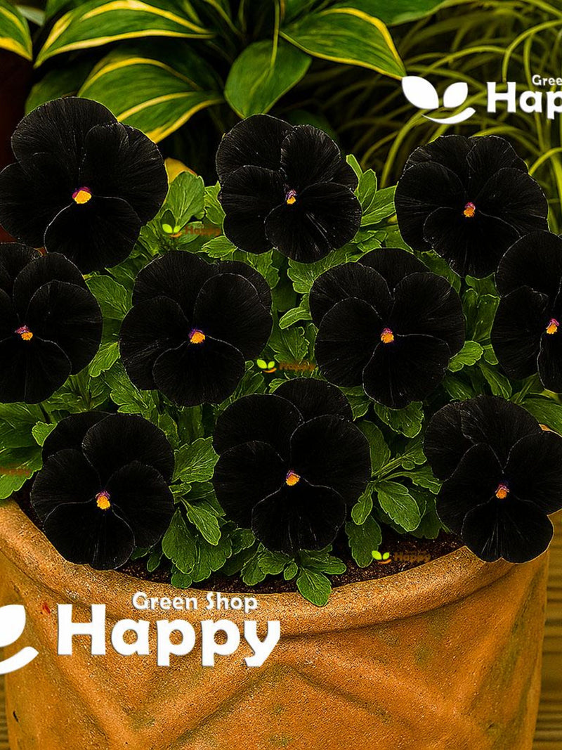 Pansy black seeds - 300 seeds - Viola wittrockiana - Easy to grow biennial flower seeds bulk