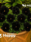 Pansy black seeds - 300 seeds - Viola wittrockiana - Easy to grow biennial flower seeds bulk