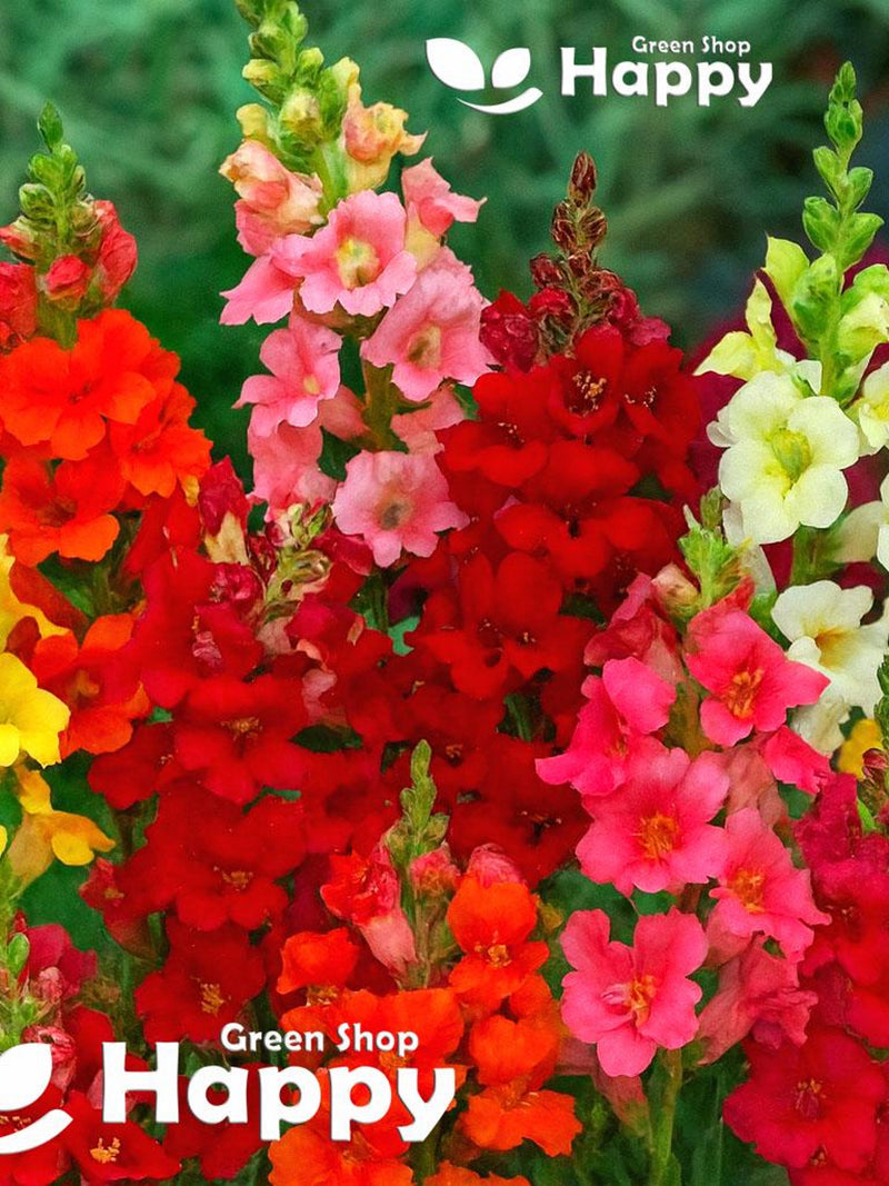 SNAPDRAGON TRUMPET SERENADE - 1000 seeds - Antirrhinum majus - Open Trumpet Shaped Flowers FLOWER DELIVERY
