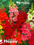 SNAPDRAGON TRUMPET SERENADE - 1000 seeds - Antirrhinum majus - Open Trumpet Shaped Flowers FLOWER DELIVERY