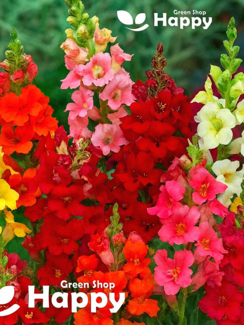 SNAPDRAGON TRUMPET SERENADE - 1000 seeds - Antirrhinum majus - Open Trumpet Shaped Flowers flower seeds