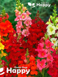 SNAPDRAGON TRUMPET SERENADE - 1000 seeds - Antirrhinum majus - Open Trumpet Shaped Flowers flower seeds