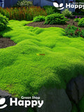 IRISH MOSS - 1000 seeds -  Sagina subulata - Heath Pearlwort Lawn - Perennial flower spore