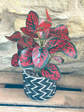 Spotted Dragon Leaf Small Bunch With Or Without Pot faux plants