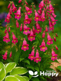 Oriental Foxglove - 100 seeds - Rehmannia Angulata - P1 Perennial Flower flower seeds