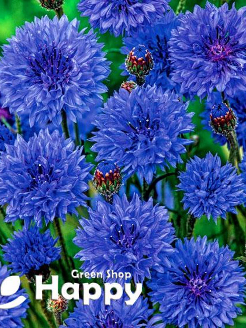 Cornflower 'BLUE DIADEM' - 1200 SEEDS (Centaurea cyanus) flower seeds