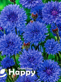Cornflower 'BLUE DIADEM' - 1200 SEEDS (Centaurea cyanus) flower seeds