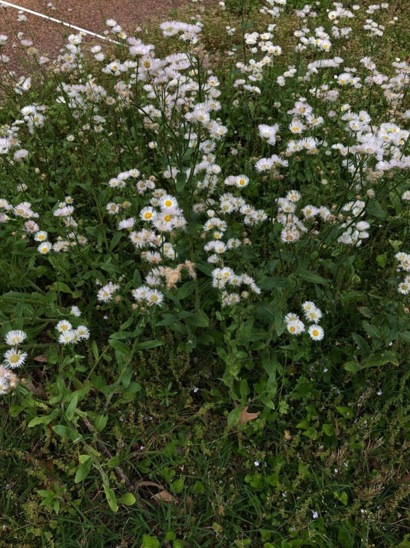 100 Fleabane Seeds Certified Naturally Grown seeds bulk