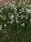 100 Fleabane Seeds Certified Naturally Grown seeds bulk