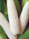 Silver Queen Corn Seeds, Sweet Corn, Non GMO, Untreated Zea Mays ZM0450 seeds bulk