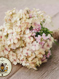 NEW! CrŽme Brulee Phlox Seeds, Phlox drummondii PH5150 flower seeds
