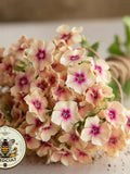 NEW! Cherry Caramel Phlox Seeds, Phlox drummondii PH5350 flower seeds