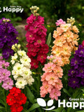 DWARF STOCK BROMPTON Winter Mix - 300 Seeds - Matthiola Incana - Biennial Flower seeds bulk