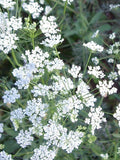 White Dill Flower Seeds Ð Ammi majus | Lacy White Accent | Cut & Dried Flower Favourite | 50 Seeds flower spore