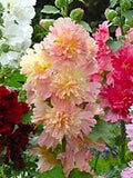 Majorette Double Mix Dwarf Hollyhock Flower Seeds Ð Alcea rosea | Pollinator-Friendly | Apricot, Pink, White, Red, Yellow Flower | 20 Seeds flower spore