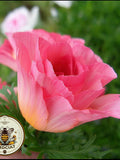 NEW! Rose Chiffon California Poppy Seeds, Thai Silk Eschscholzia Californica, EZ0625 silk flower