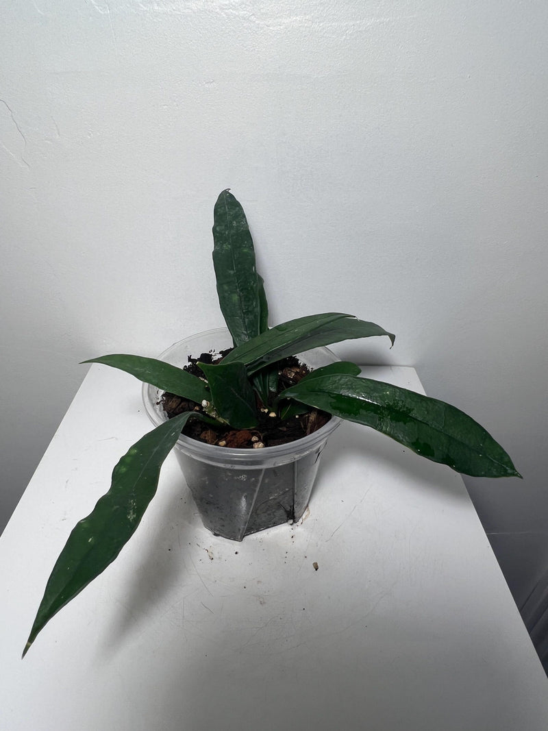 House plant Hoya Griffithii with white flowers FLOWER DELIVERY