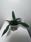 House plant Hoya Griffithii with white flowers FLOWER DELIVERY