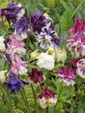Columbine, Dwarf Mix Flower Seeds Ð Aquilegia vulgaris | Soft Spring Perennial | Part Shade Blooms | Early Spring Bloom | 50 Seeds flower seeds