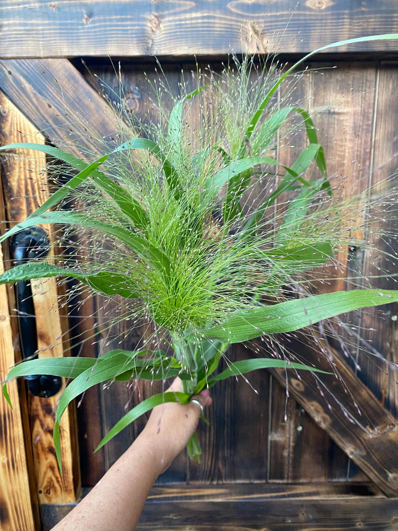 Frosted Explosion Ornamental Grass Seed, Bouquet Filler flower spore