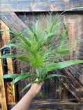 Frosted Explosion Ornamental Grass Seed, Bouquet Filler flower spore