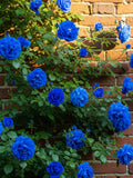 Blue Climbing Rose Ð 30 Seeds Ð Blue-Flowered Climbing Rose, Vigorous, Ideal for Arches and Fences, High Germination flower seeds