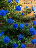 Blue Climbing Rose Ð 30 Seeds Ð Blue-Flowered Climbing Rose, Vigorous, Ideal for Arches and Fences, High Germination FLOWER DELIVERY