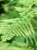 Asparagus Plumosus Seeds Ð Plumosa Fern Ð Feathery Foliage Ð Indoor or Landscape Use Ð Wholesale Available Ð Fast USA Shipping seeds bulk