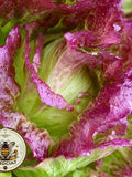 NEW! Organic Red Iceberg Lettuce Seeds, Bulk Lactuca Sativa LC071C seeds bulk