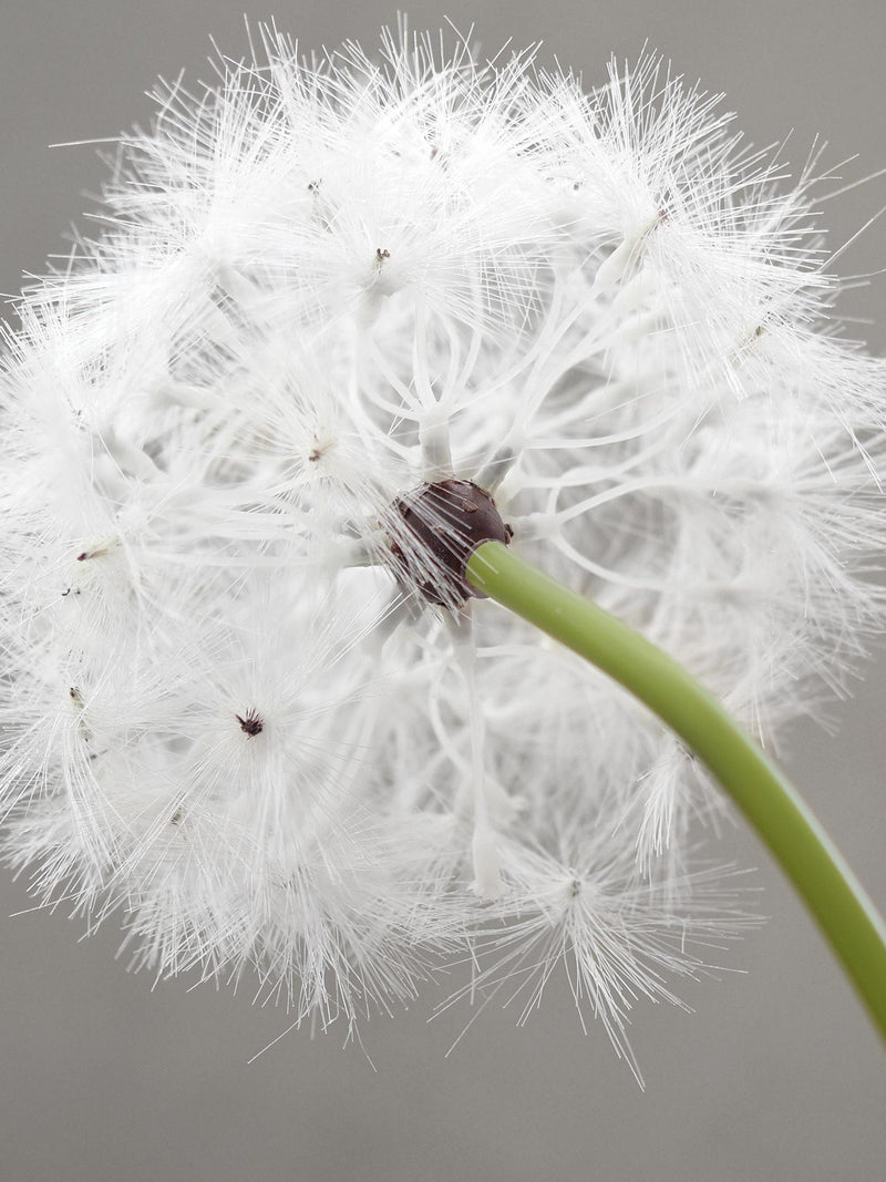Faux Dandelion Stems (Oversized 25"): Wish Puff for Tall Vases FLOWER DELIVERY