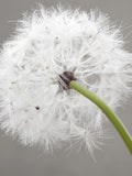 Faux Dandelion Stems (Oversized 25"): Wish Puff for Tall Vases FLOWER DELIVERY