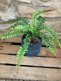 Artificial Fern Bunch 36cm faux plants