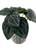 Artificial Printed Nerve Plant Bush 18cm - With or Without Pot faux plants