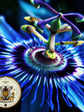 20 Blue Passion Flower Vine Seeds, Passiflora Caerulea, PF0220 flower seeds