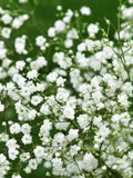 Baby's Breath Seeds: Gypsophila Elegans - Cut Flower Bouquet flower seeds
