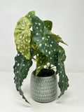 12.5" Potted faux Angel Wing Spotted Begonia silk plant in Teal-Cream ceramic planter faux plants