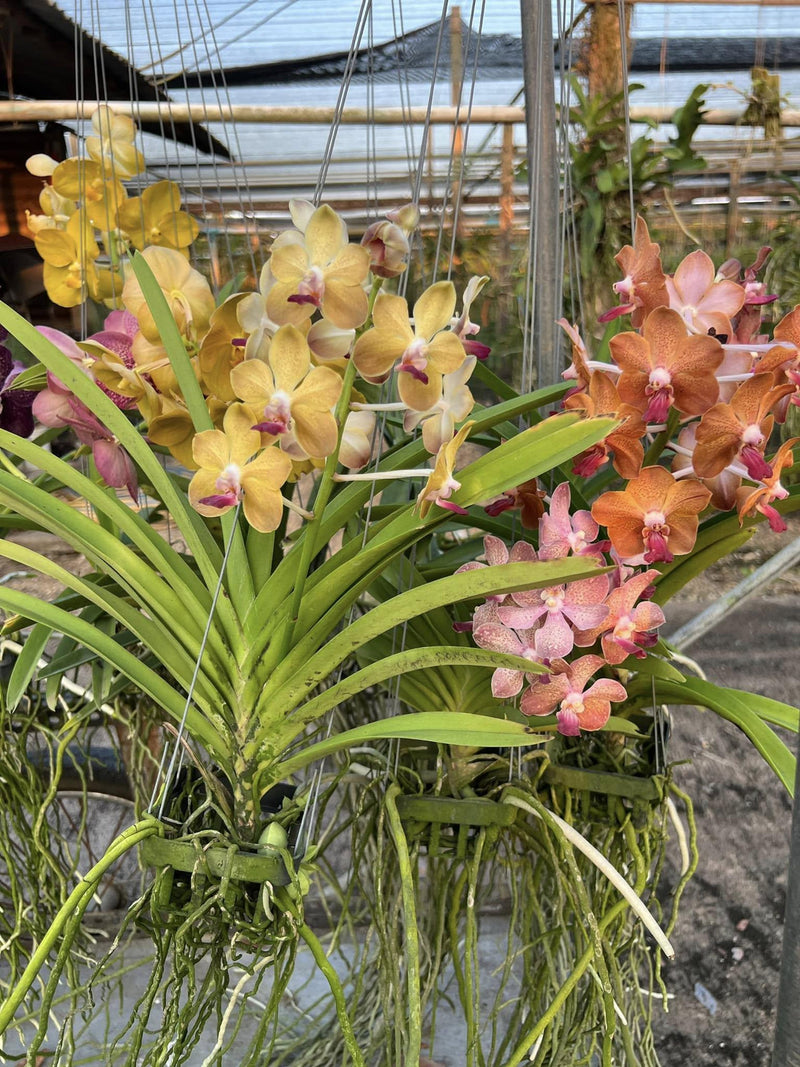 Fragrant Vanda Orchid Seedling Ð Rare Hybrid Ð Mixed Colors Live Orchid Plant FLOWER DELIVERY