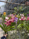 Vanda Orchid Seedling Ð Rare Mixed Colors Ð Easy to Grow Live Orchid Plant faux plants